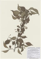 藏品(烏皮九芎)的圖片